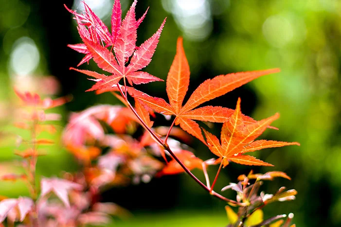 Rote Ahornblätter an einem Zweig